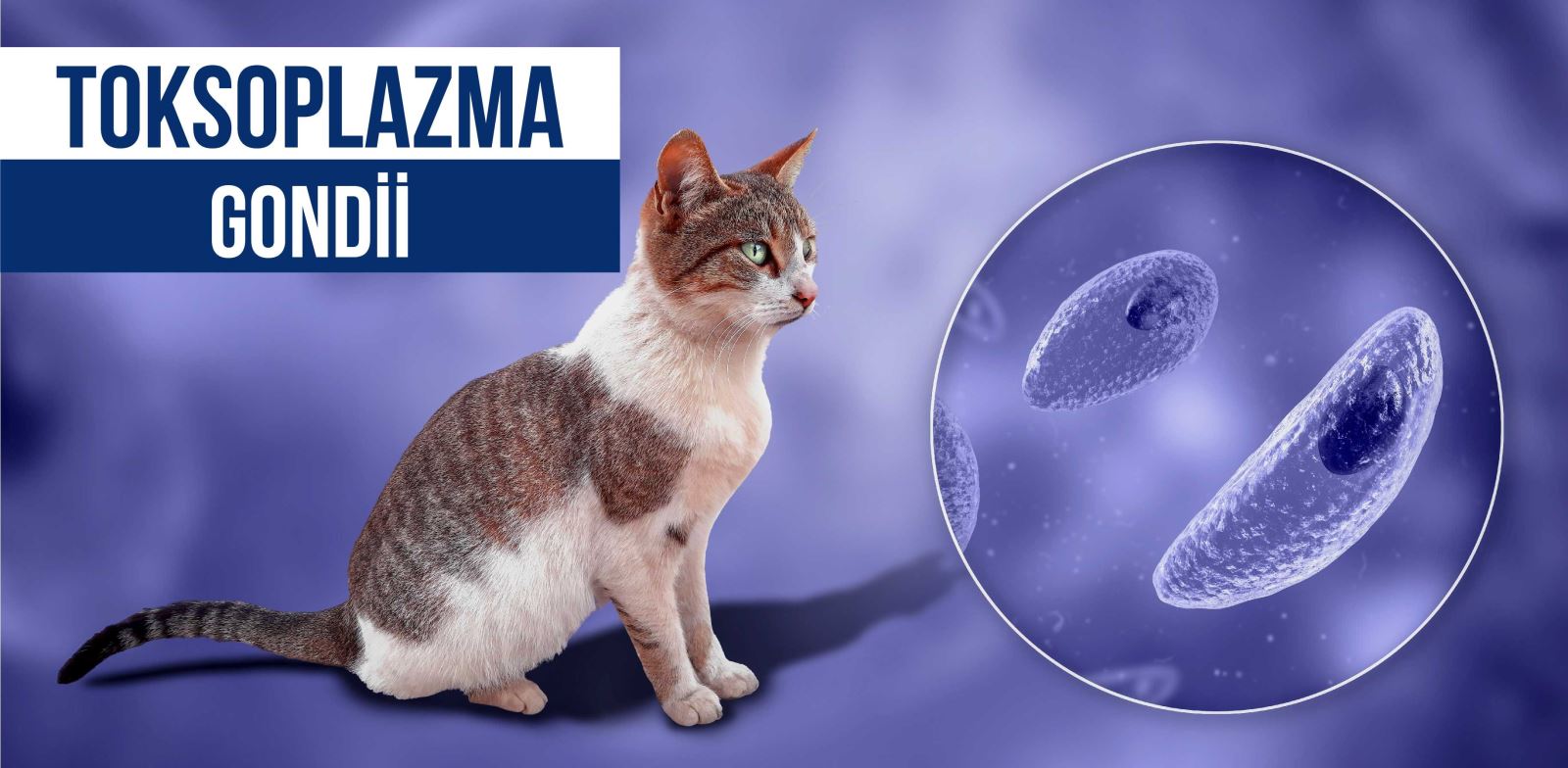Toksoplazma gondii kedilerin dışkılarıyla çevreye salınabilir.