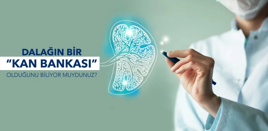 Dalak Büyümesi Nedir? Ne İşe Yarar?